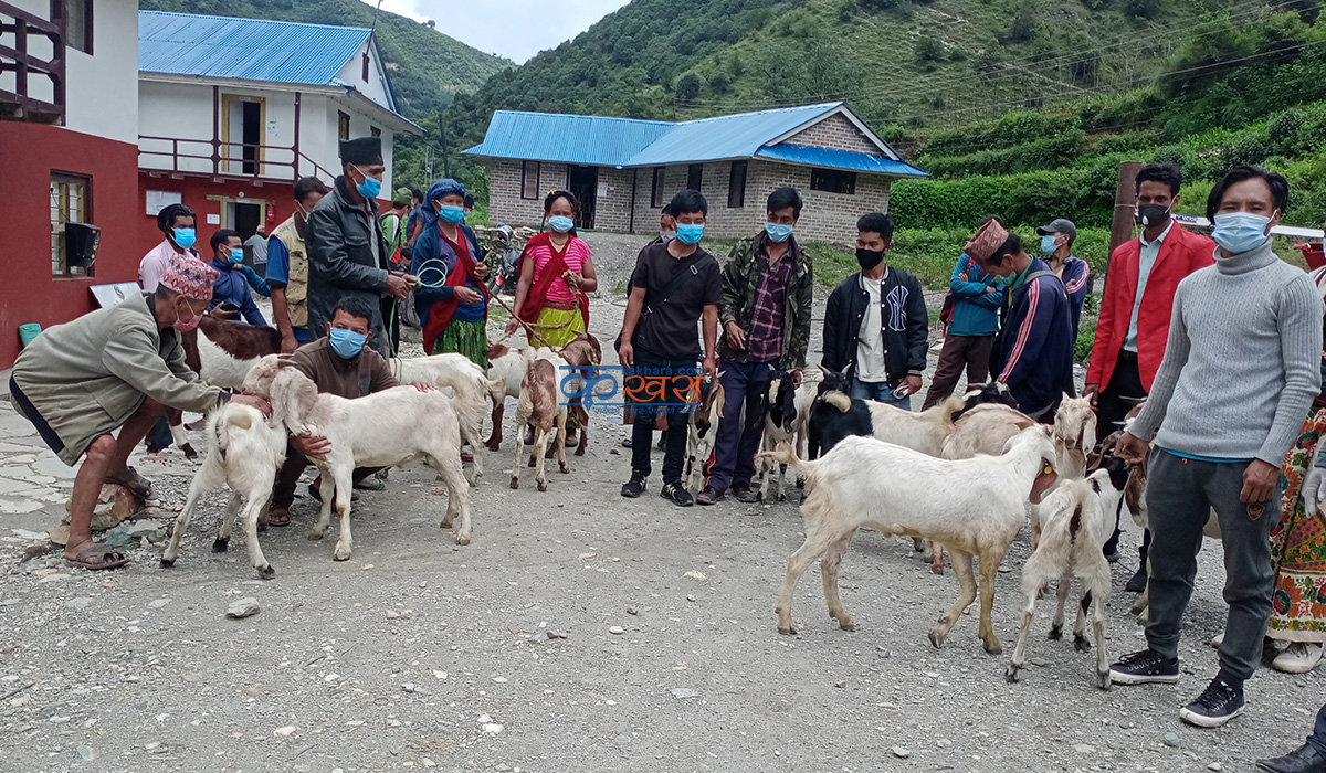 भूमेका कृषकलाई ८० प्रतिशत अनुदानमा बाेयर बोका 